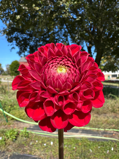 Cornel Dahlia Tuber
