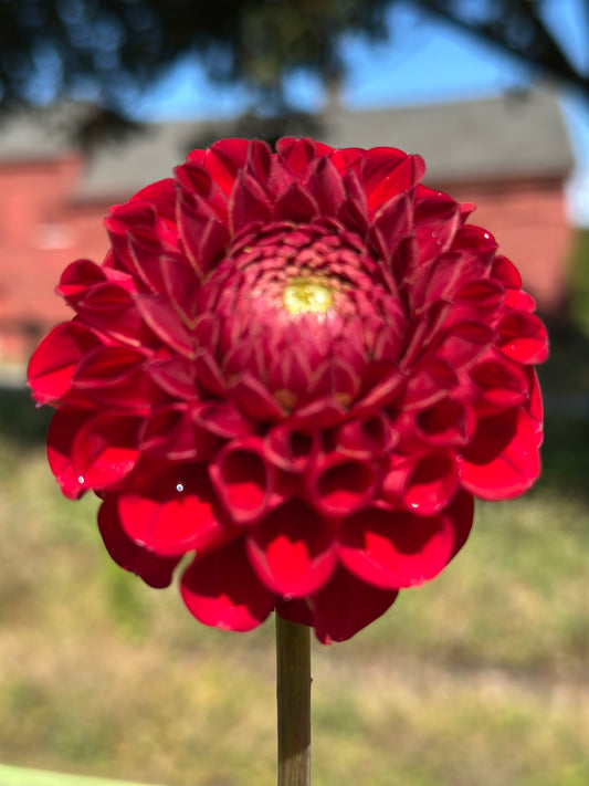 Cornel Dahlia Tuber
