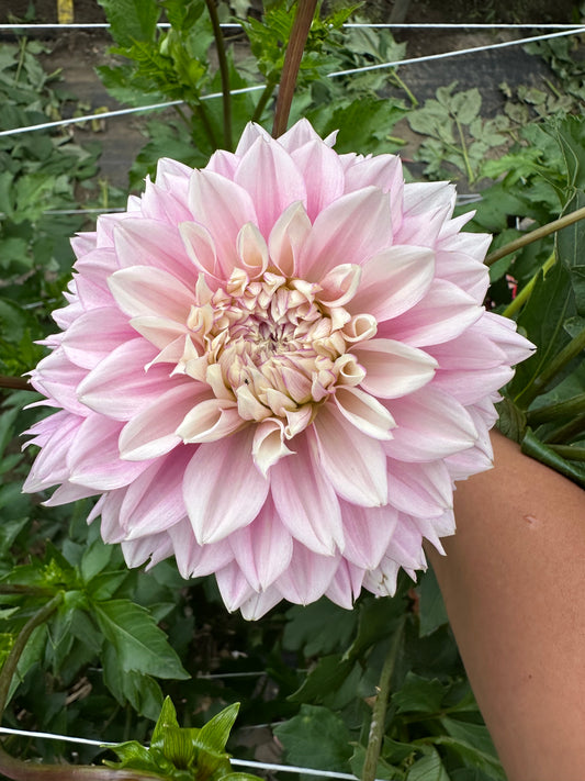 Lee's Swoosie Dahlia Tuber