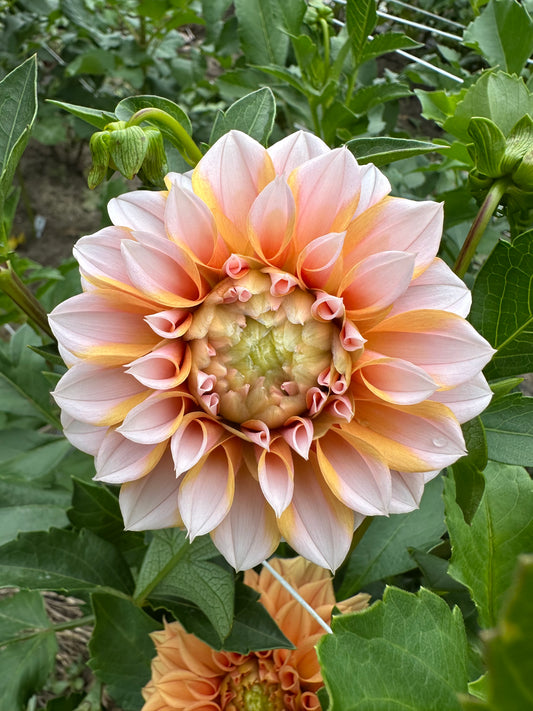 Lee's Evelyn Dahlia Tuber