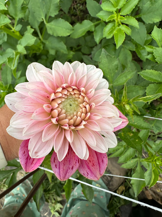 Strawberry Cream Dahlia Tuber