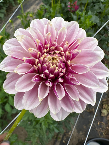 Salish Twilight Girl Dahlia Tuber