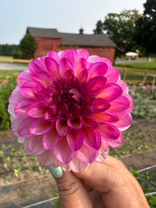 Wine Eyed Jill Dahlia Tuber