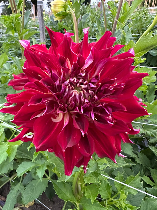 Clearview Magic Dahlia Tuber