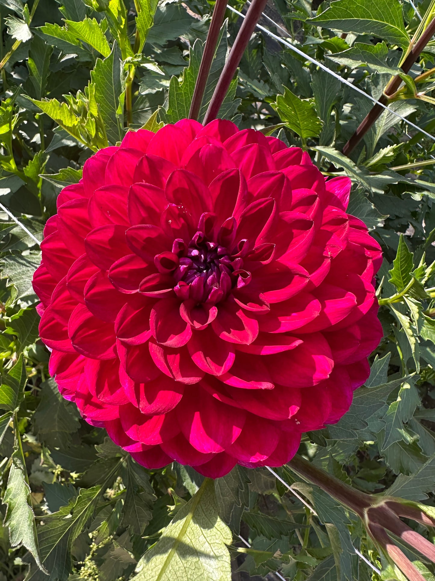 Sandia Bertha Dahlia Tuber