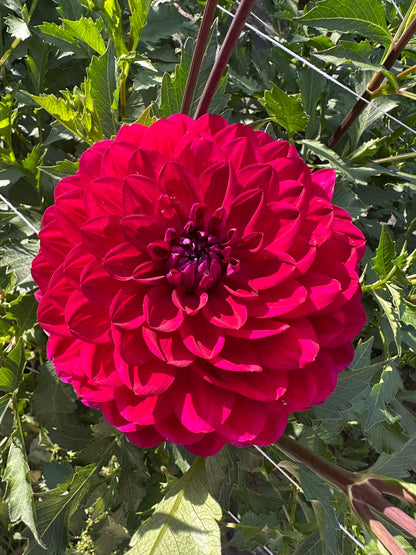 Sandia Bertha Dahlia Tuber