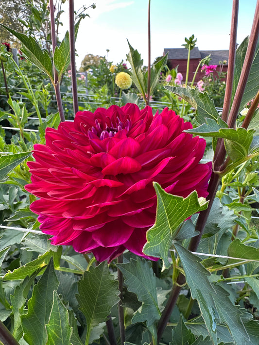 Sandia Bertha Dahlia Tuber