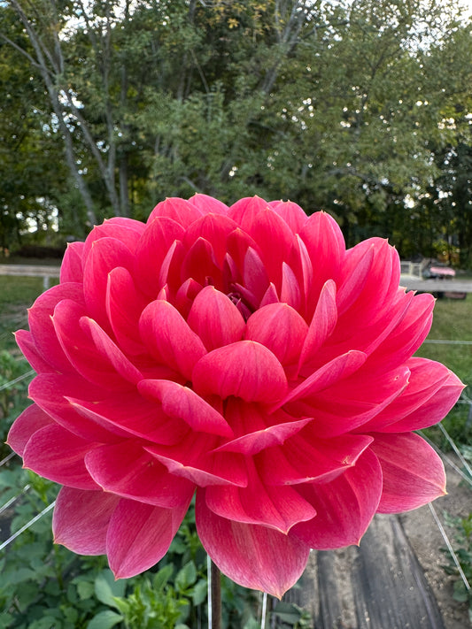 Hollyhill Daydream Dahlia Tuber