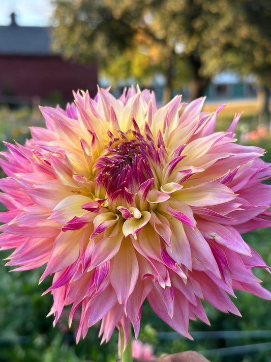 Tom Pouce Dahlia Tuber