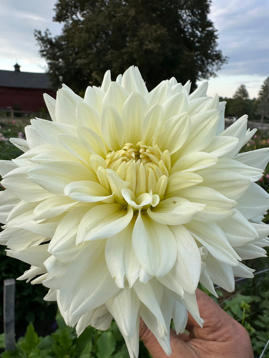Tapioca Dahlia Tuber