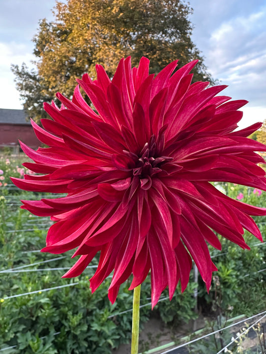 RNX Harvest Dahlia Tuber