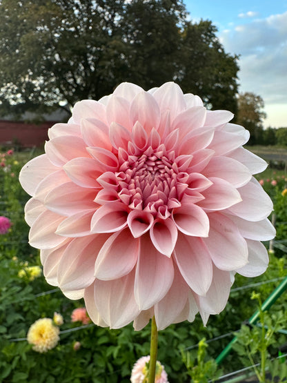 RM Baby Girl Dahlia Tuber