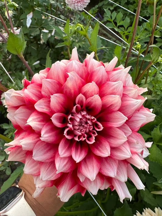 River's Fancy Santa Dahlia Tuber