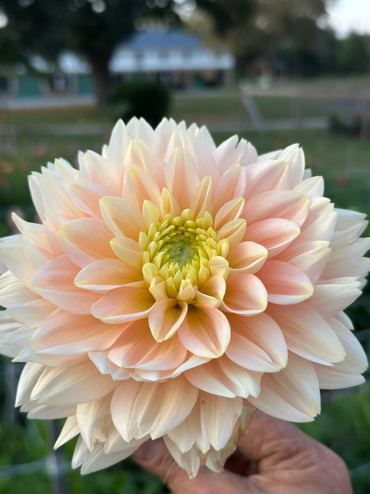 Verkist Tranquility Dahlia Tuber
