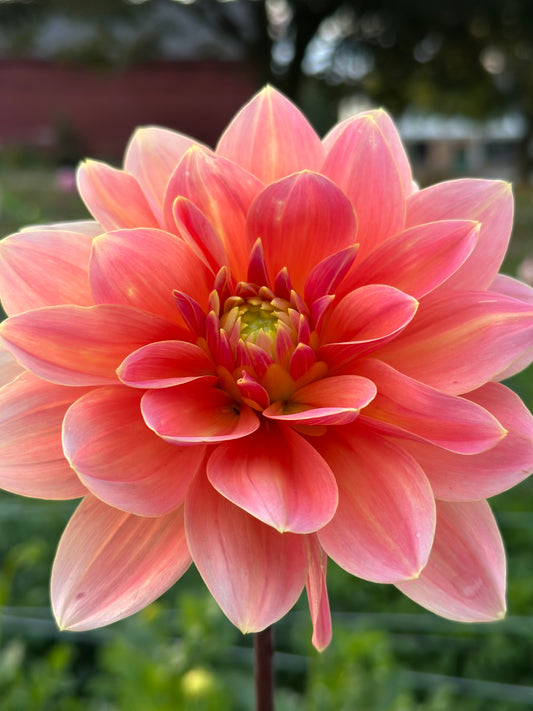 Mister Frans Dahlia Tuber