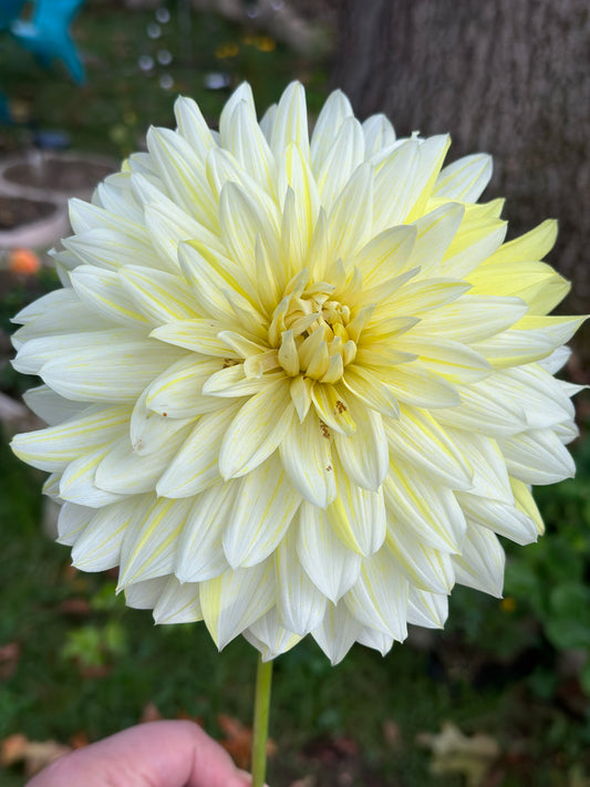 La Luna - Bulk - 10 Dahlia Tubers
