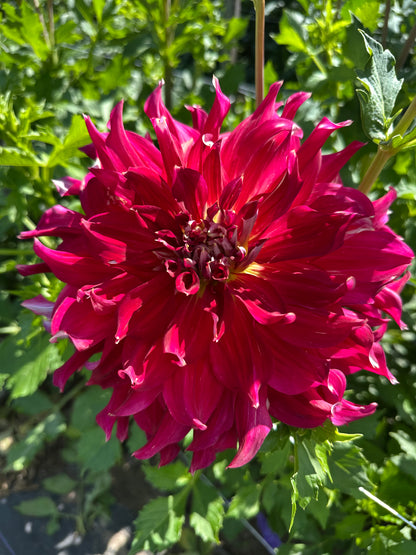 Clearview Magic Dahlia Tuber