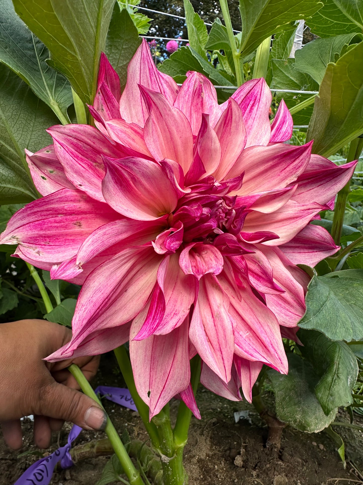 Cafe Au Lait Rose Dahlia Tuber