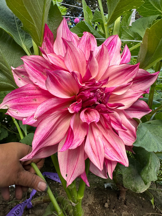 Cafe Au Lait Rose Dahlia Tuber