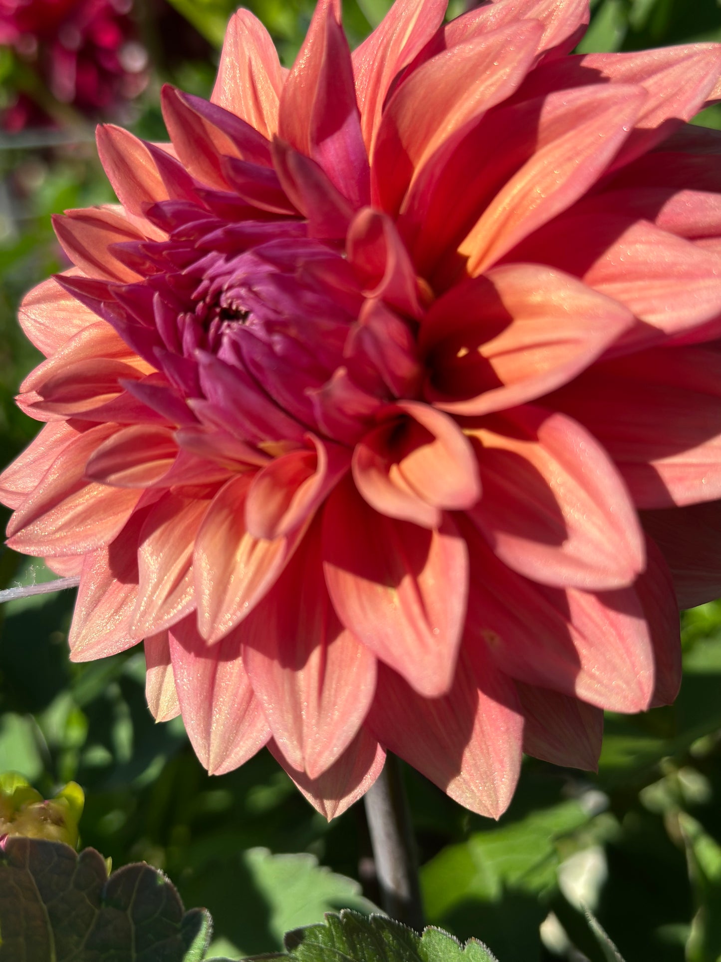 Feline Yvonne Dahlia Tuber