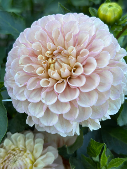 Lee's Revenant Dahlia Tuber