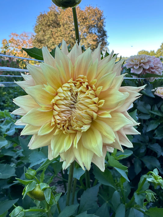 Lee's Apricot Fizz Dahlia Tuber