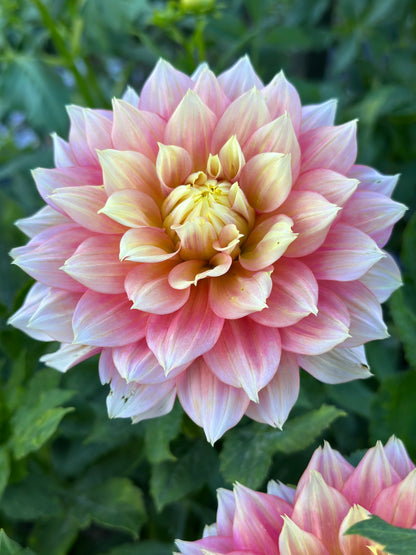Fairytale Dahlia Tuber