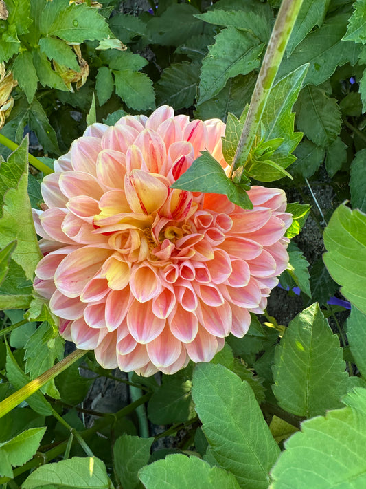 Mai Tai Dahlia Tuber