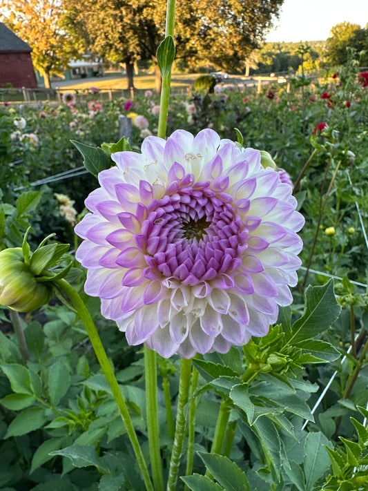 Westerton Ella Grace Dahlia Tuber