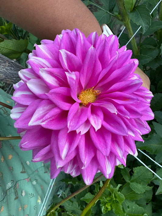 WB's Misbehaving Dahlia Tuber