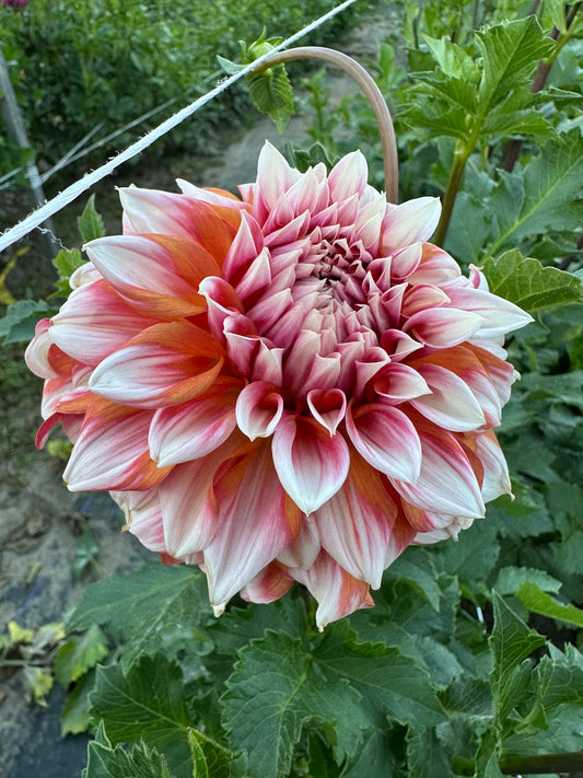 Alpen Parfait Dahlia Tuber