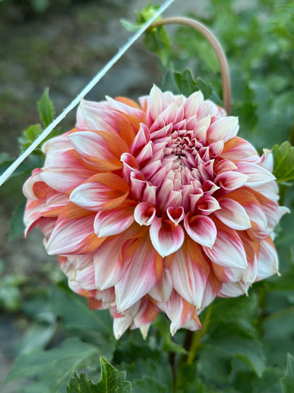 Alpen Parfait Dahlia Tuber