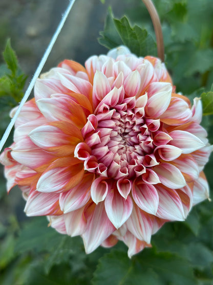 Alpen Parfait Dahlia Tuber