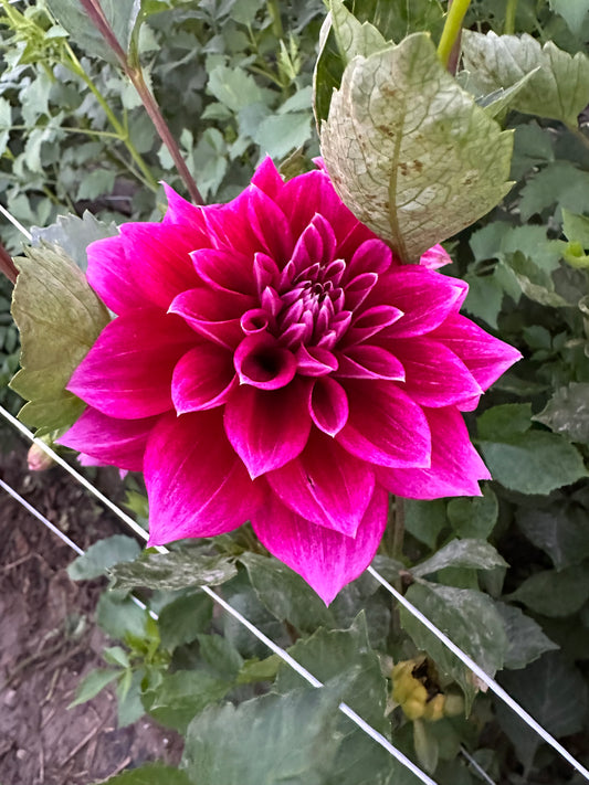 Arabian Not Dahlia Tuber