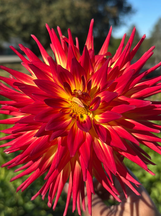 AC Abby Dahlia Tuber