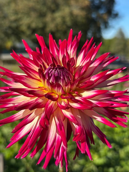 Hollyhill Starburst Dahlia Tuber