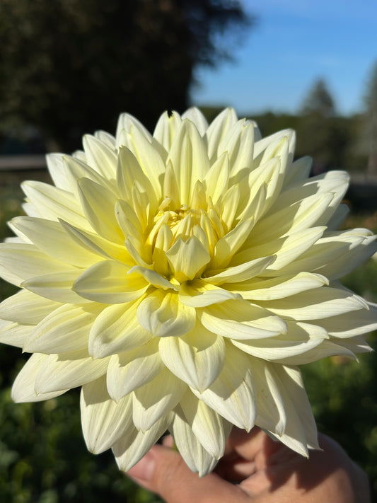 Sandia Showboat Dahlia Tuber