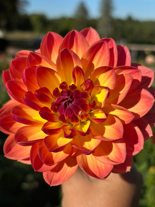 Pam Howden Dahlia Tuber