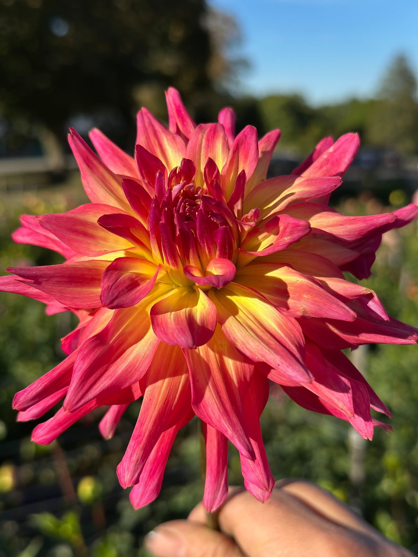 Bloomquist Dawn Dahlia Tuber