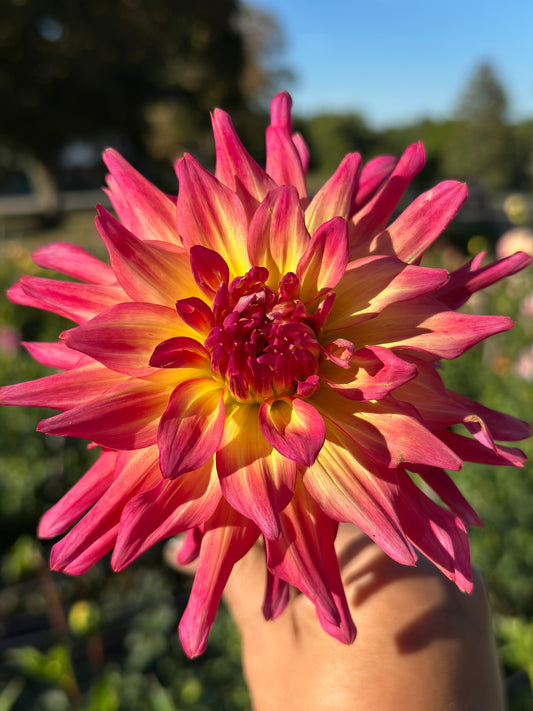 Bloomquist Dawn Dahlia Tuber