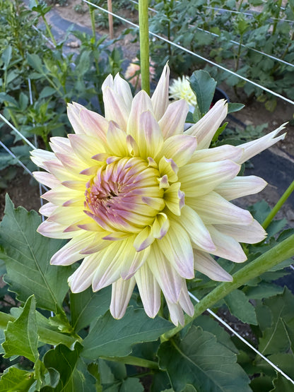 Clearview Sarah Dahlia Tuber