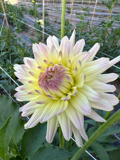 Clearview Sarah Dahlia Tuber