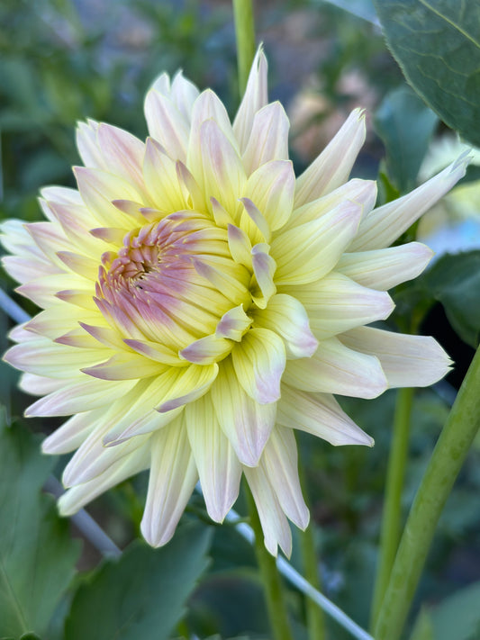Clearview Sarah Dahlia Tuber