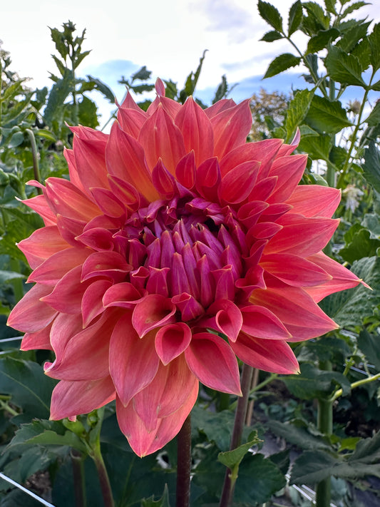 Hilltop Lost Treasure Dahlia Tuber
