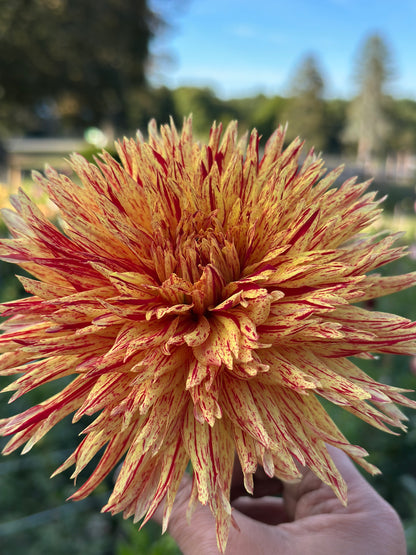 Hollyhill Six in One Dahlia Tubers