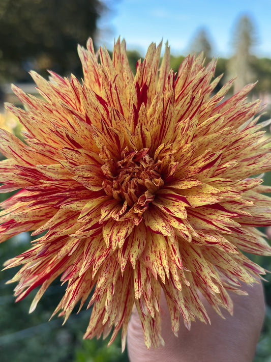 Hollyhill Six in One Dahlia Tubers