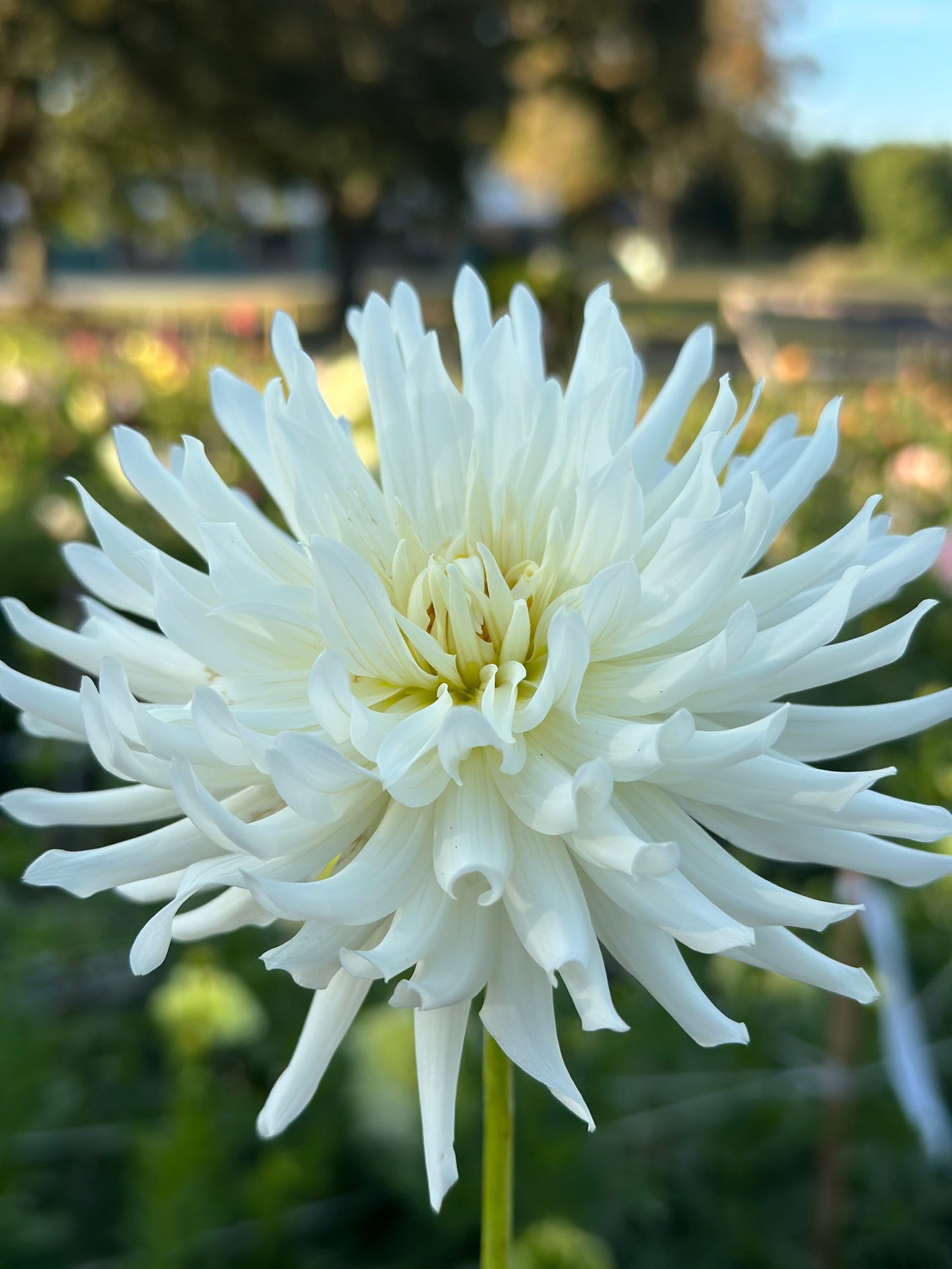 Jack Frost Dahlia Tuber