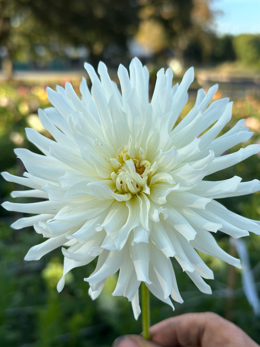 Jack Frost Dahlia Tuber