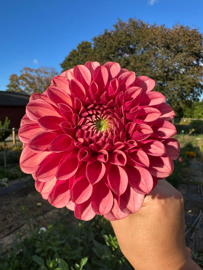 Levi's Blood Moon Dahlia Tuber