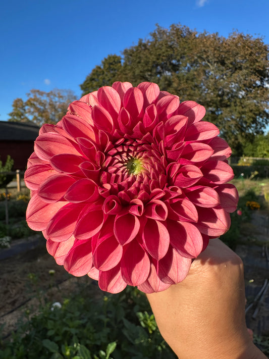 Levi's Blood Moon Dahlia Tuber